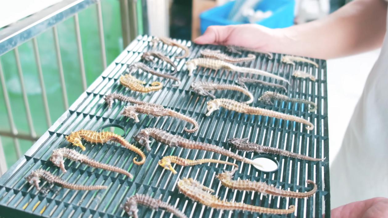 能炖汤当中药的养殖海马！一克卖20！为啥养它的人却很少？