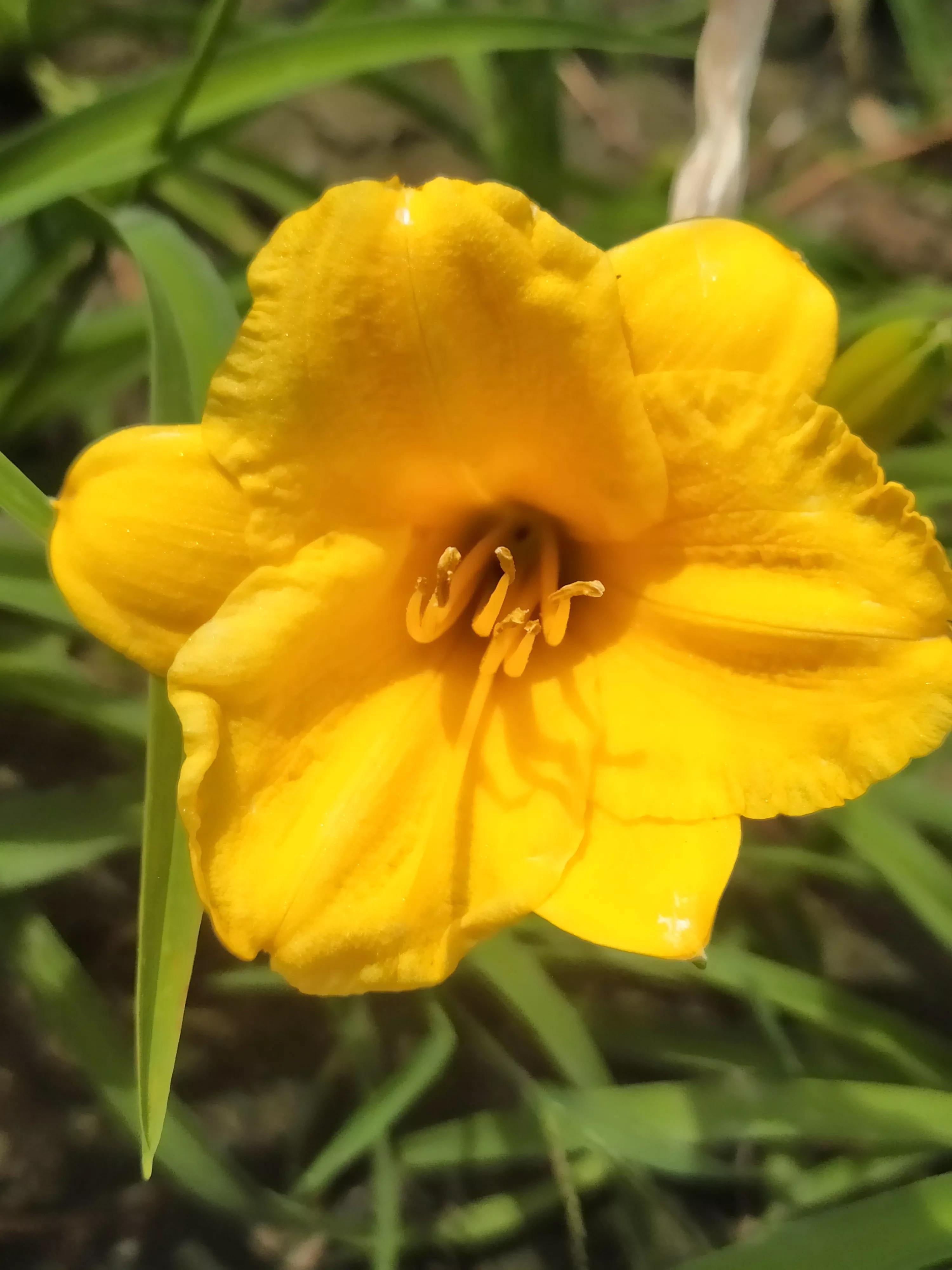 萱草花几种色,萱草花什么颜色