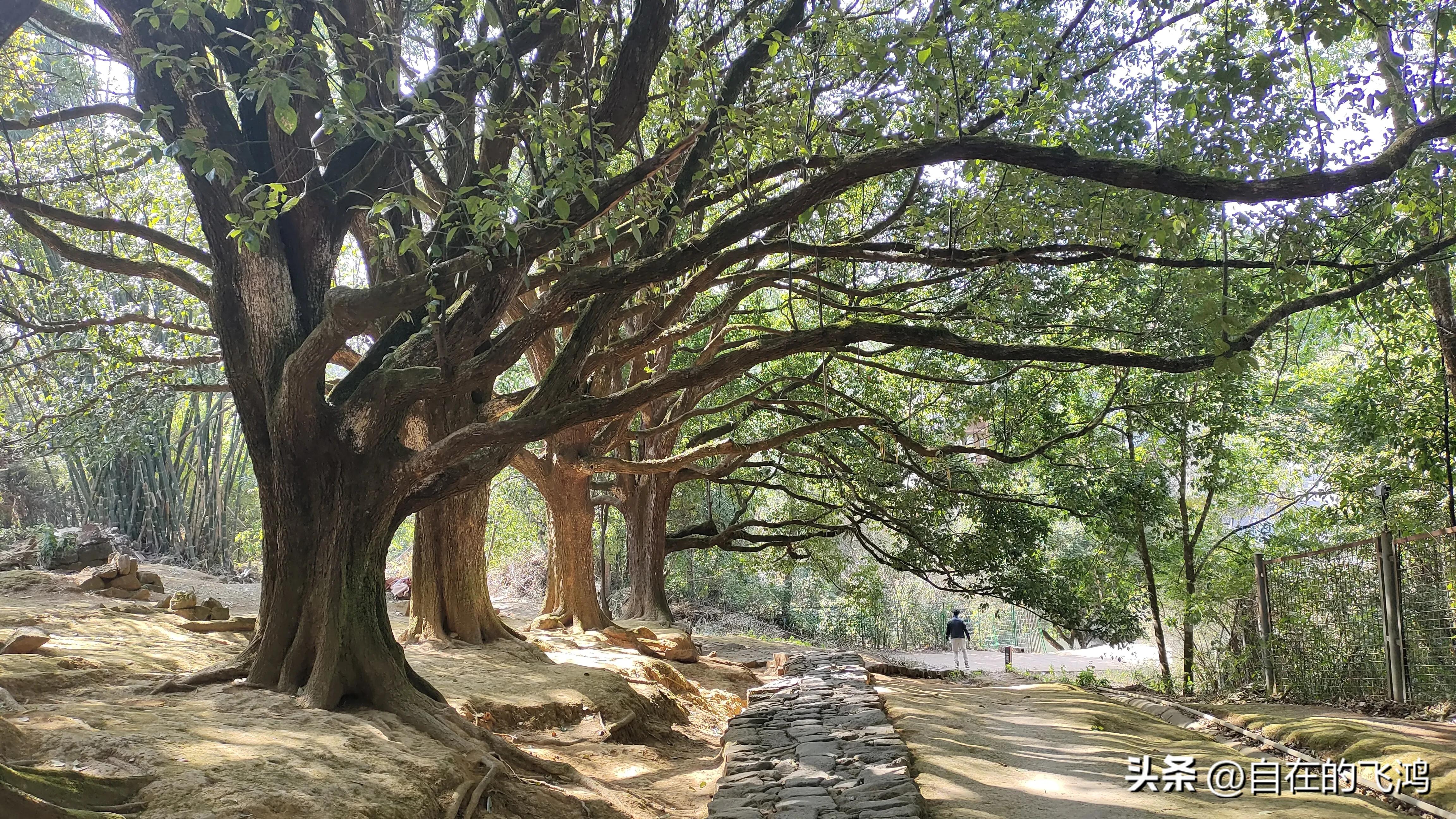 腾冲和顺古镇和大龙井古镇哪个好,腾冲和顺古镇旅游体验质量现状