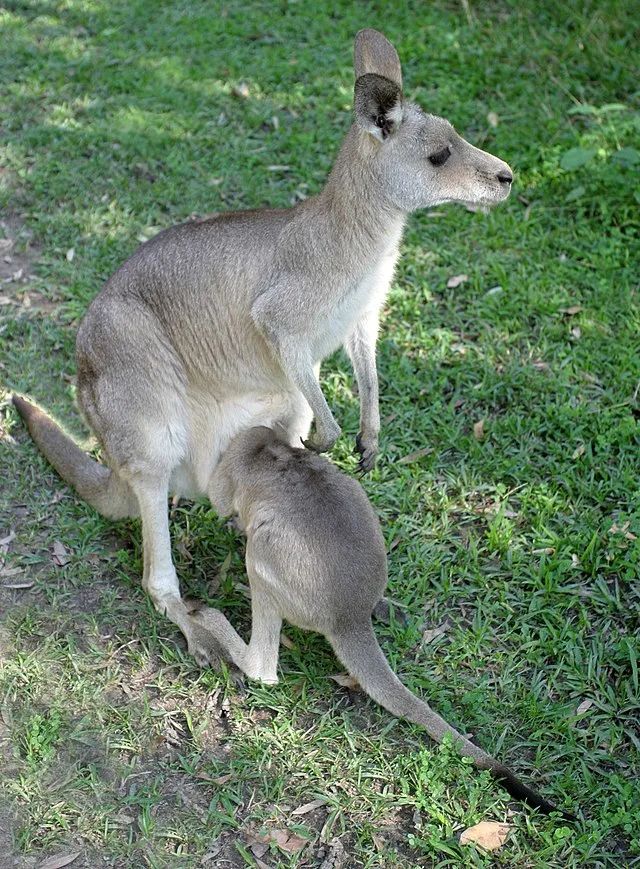 吃喝拉撒都在袋子里，袋鼠幼崽会被熏到吗？