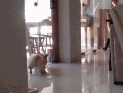 狗在交配前为什么要“闻屁股”?看似尴尬的行为,其实有科学依据