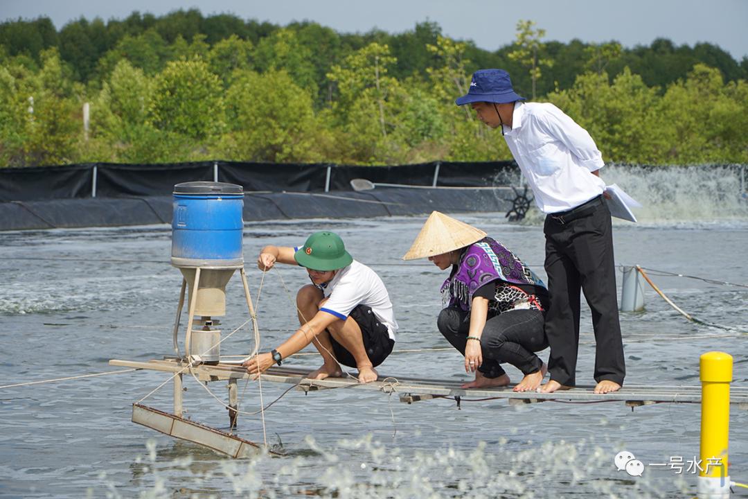 养殖对虾疾病的诊断与防治,对虾养殖弧菌爆发如何处理