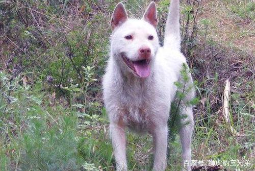 中国五大最优秀的犬种你知道多少,中国最好的太仓犬