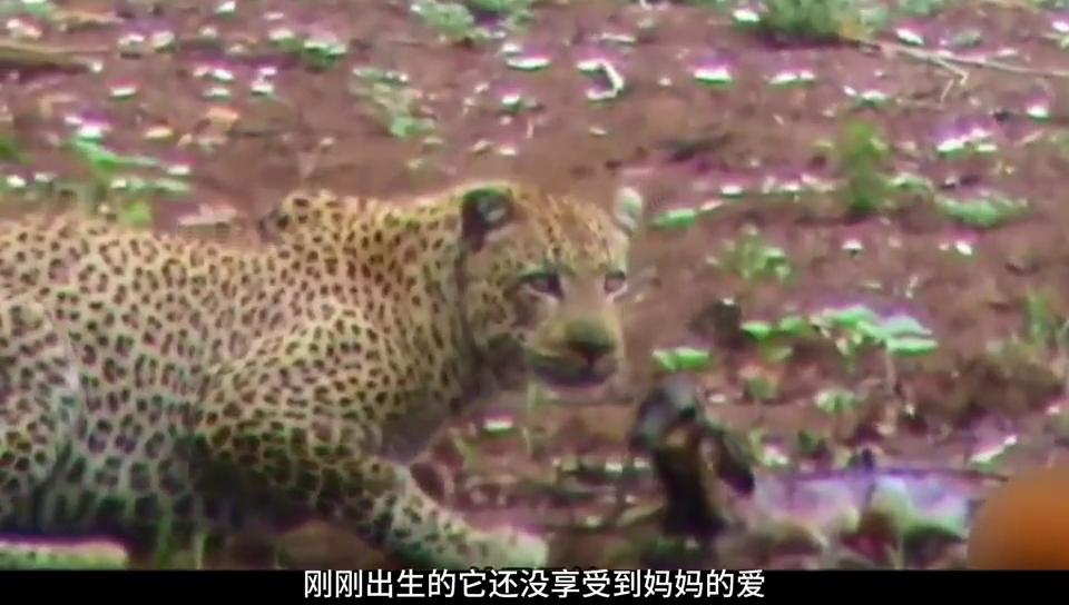 小羚羊幼崽被人类救,刚出生的小羚羊却被折磨