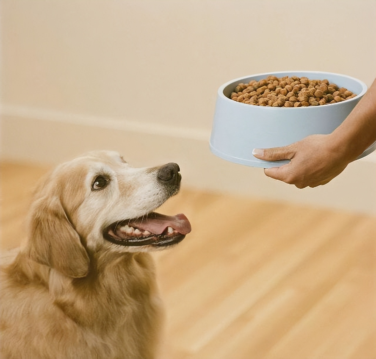 养狗必备好粮放心狗粮性价比推荐,新手养狗必看8款靠谱狗粮推荐