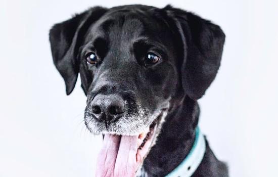 狗狗打疫苗过敏怎么办,狗狗打狂犬疫苗过敏怎么办