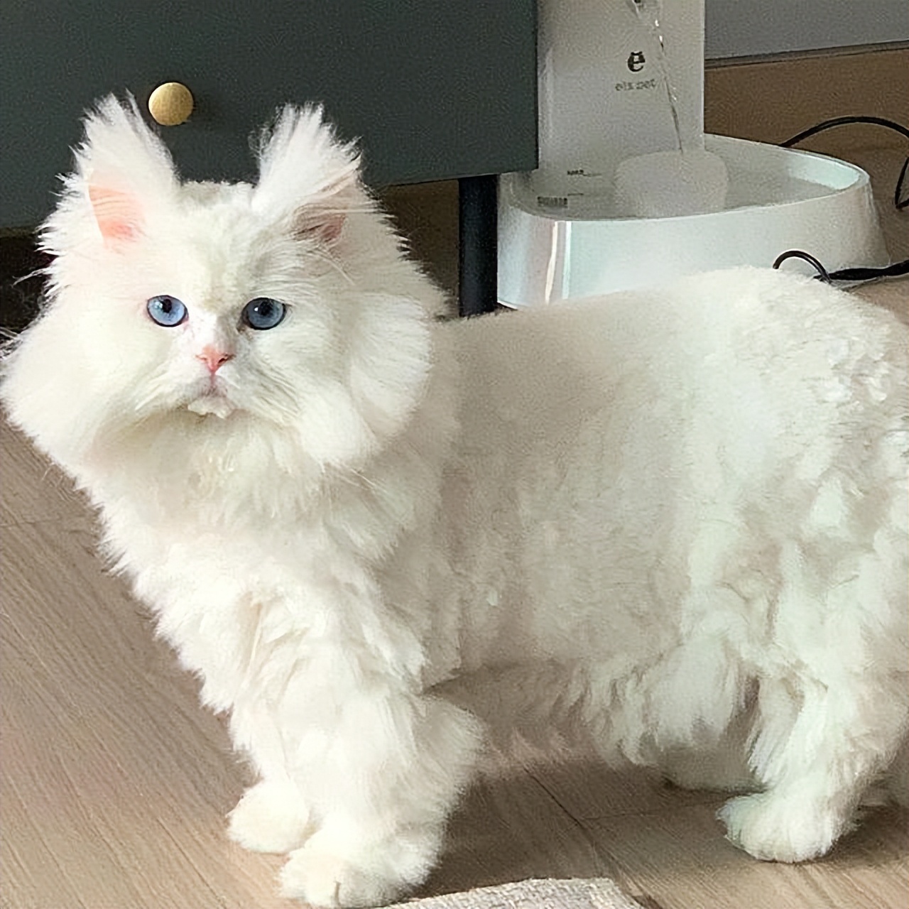 猫界的刘亦菲三花猫,三花猫界的刘亦菲