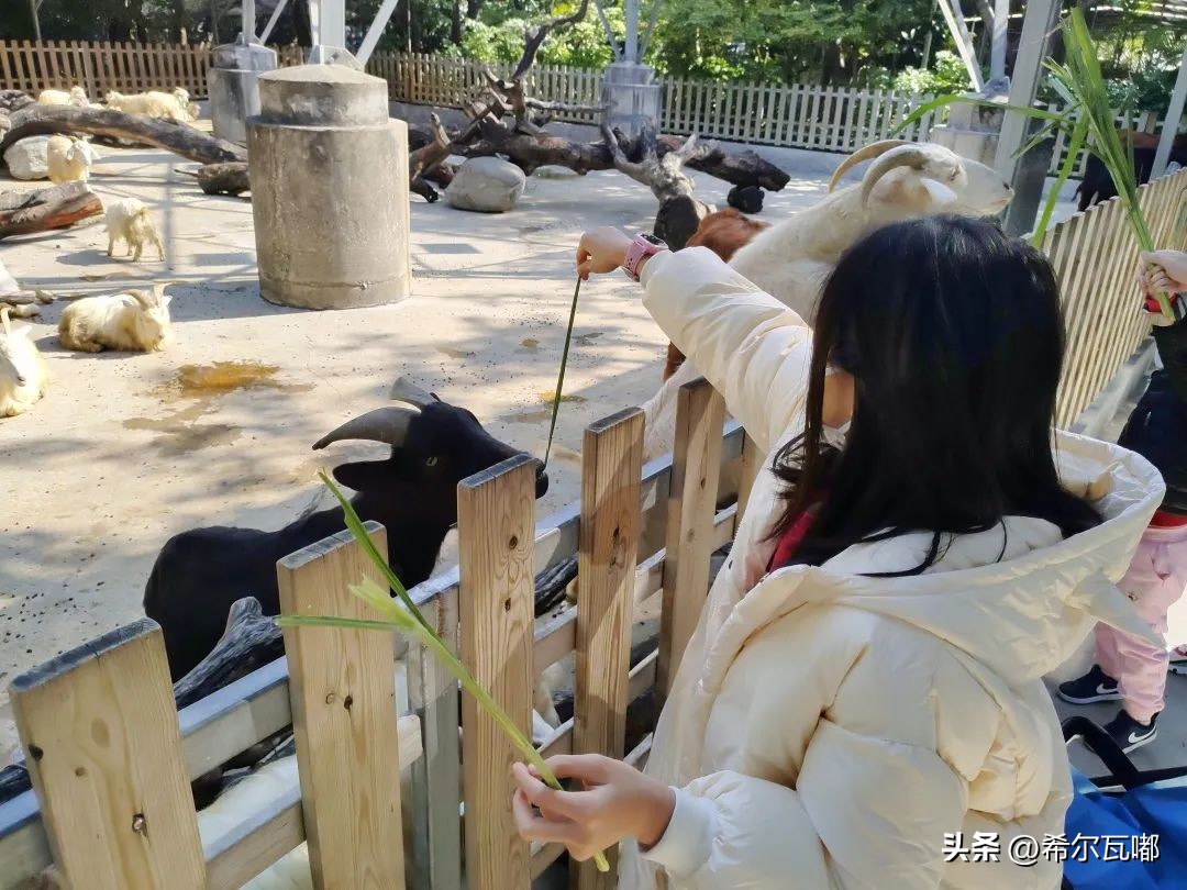 长隆游玩攻略推荐,长隆海洋王国游玩攻略大全视频