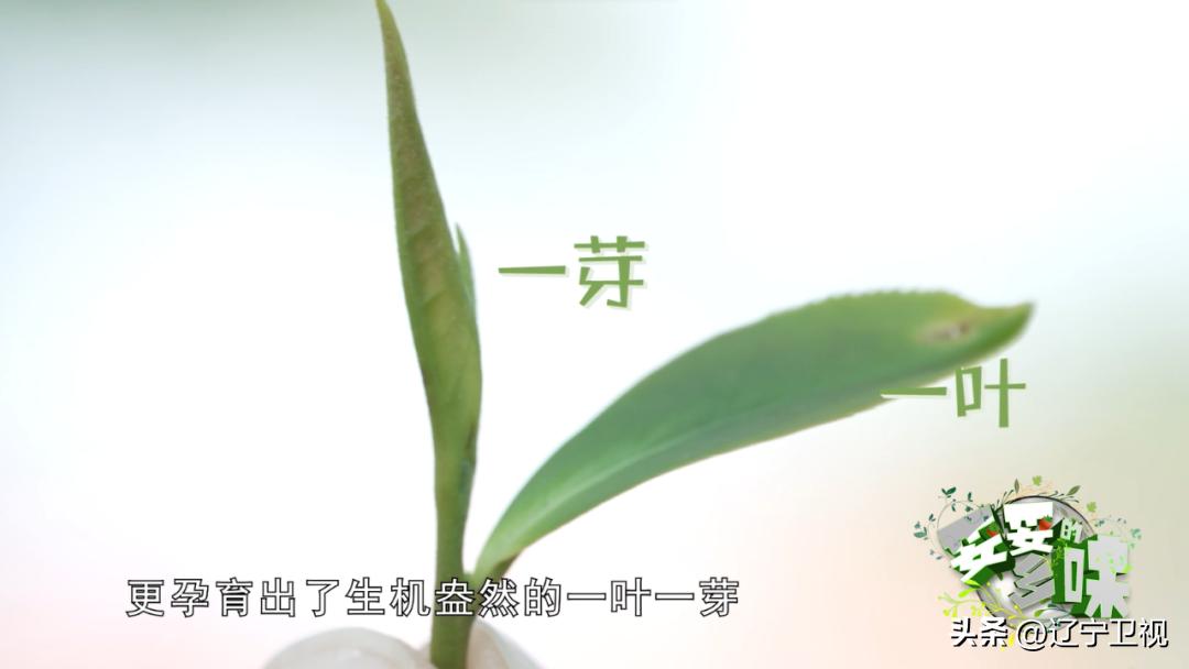 辽宁适合2-3天美食之旅,辽宁省适合吃货旅游的地方