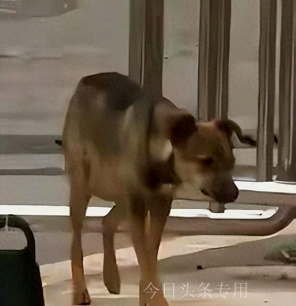湖北漂亮幼师夜跑被恶犬咬伤隐私部位，女子哭诉：会影响夫妻生活
