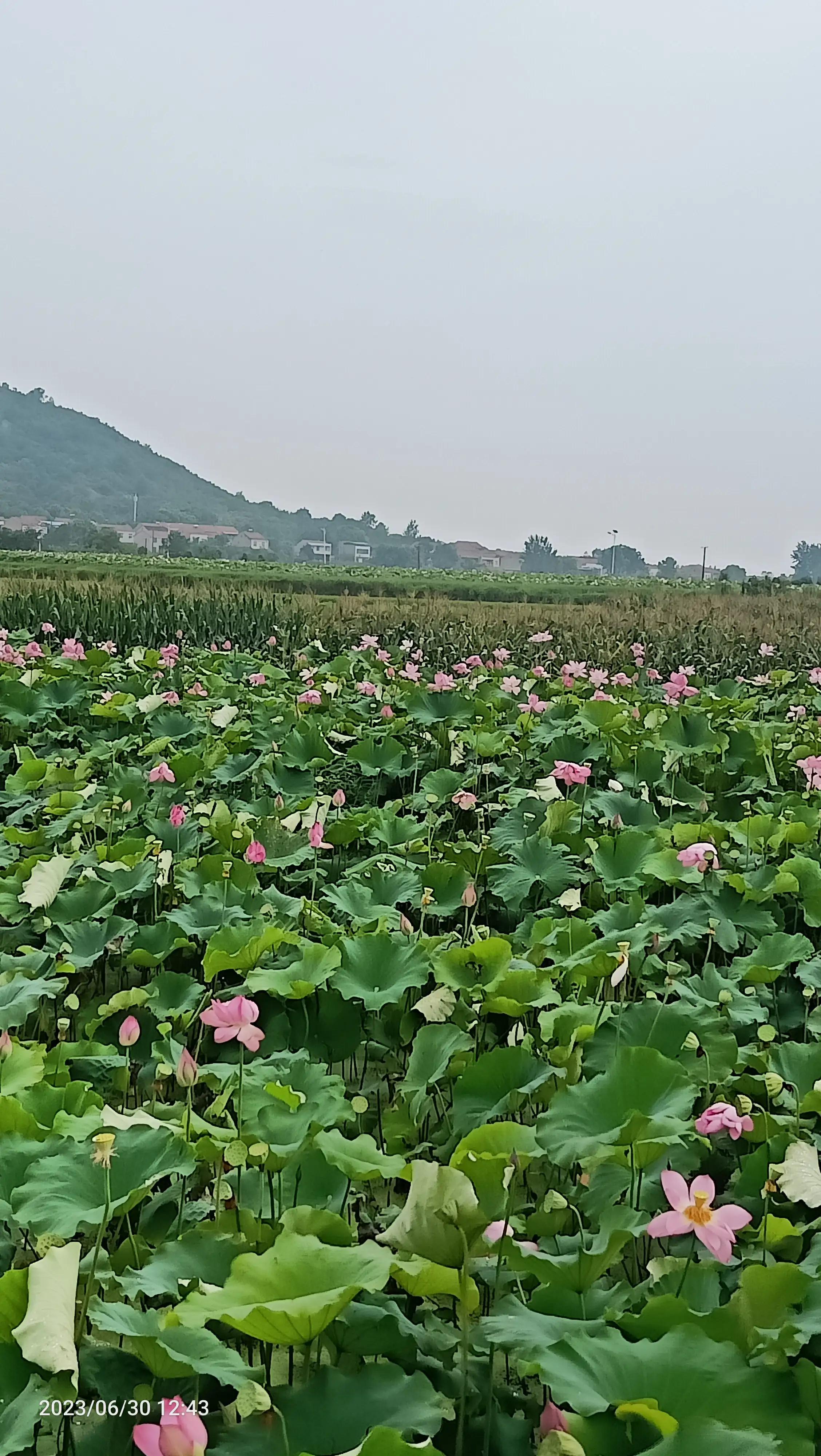 沌口海尔工业园叉车,武汉市蔡甸区东荆河路海尔工业园