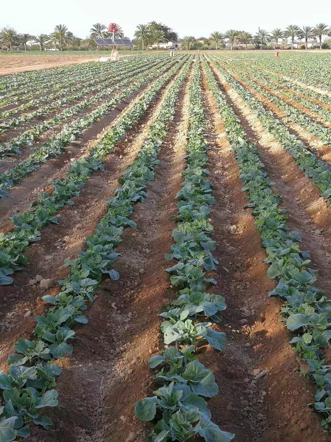 宁夏卡塔尔草坪,宁夏节水灌溉成就