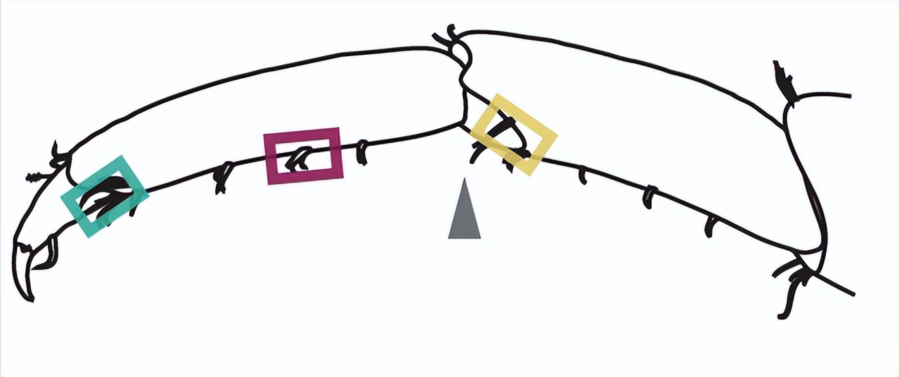 甲壳类动物断肢能再生吗,甲壳类动物肢体再生