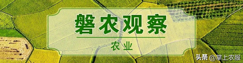 昆明罗非鱼批发多少钱一斤,武汉罗非鱼批发多少钱一斤