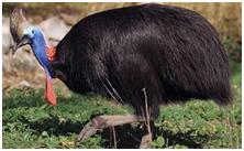 鸟类在分类学中统称为什么,鸟纲分类总表