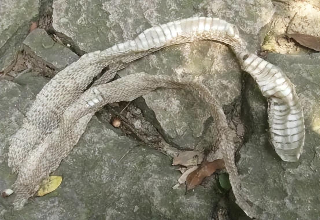 2米以上的蛇蜕皮,发现蟒蛇蜕皮