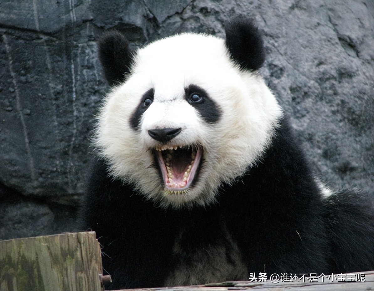 每天认识一只大熊猫和花,每天认识一支大熊猫