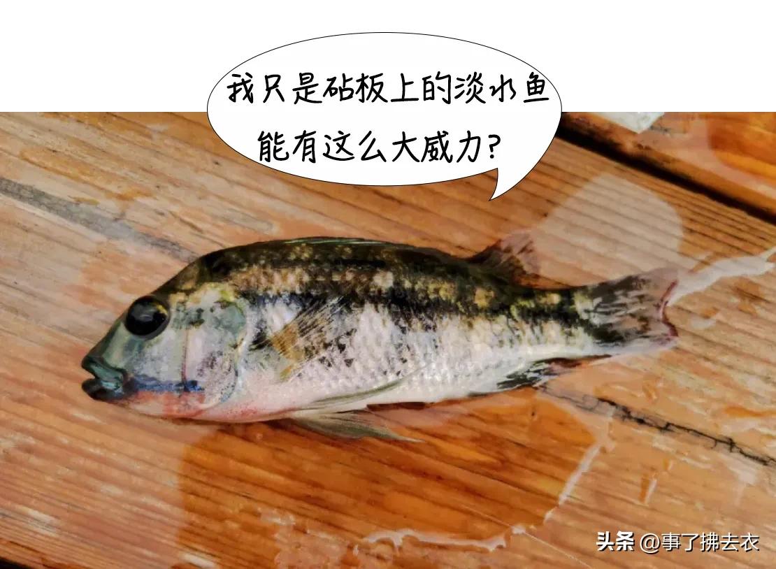 一条鱼引发的惨剧,一条鱼引发的悲剧8死13伤