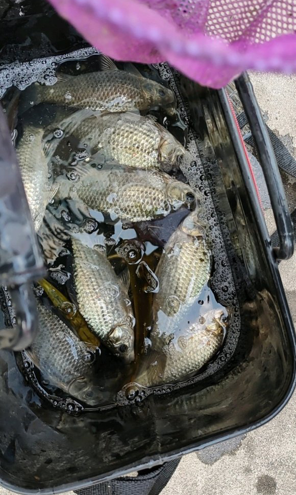 冬季能和红虫媲美的饵料,冬季红虫肉夹馍搭配什么饵料