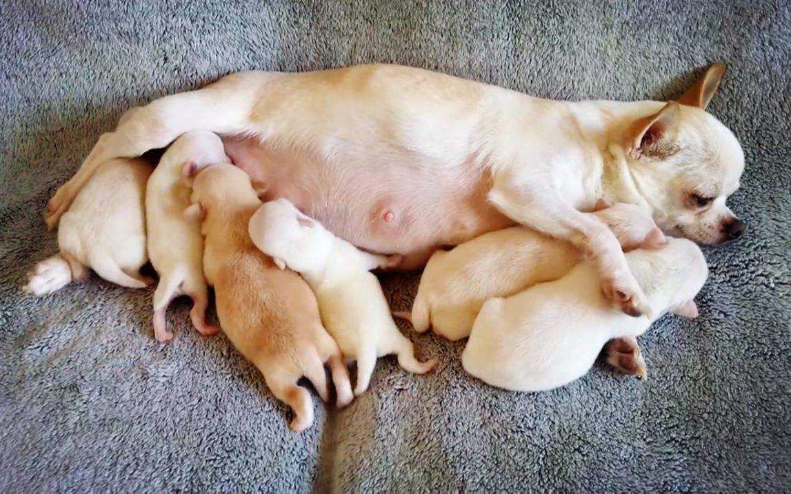 狗狗做了“绝育”后，身体会发生什么变化？