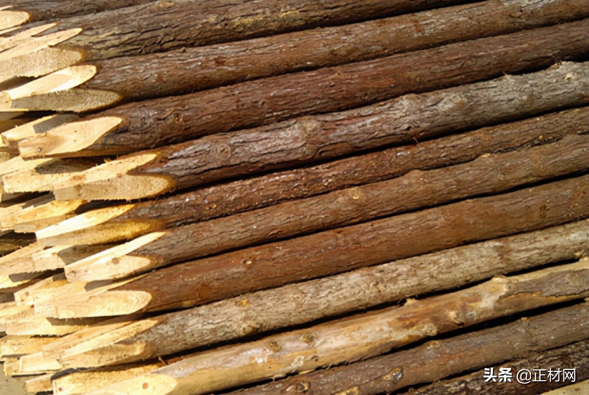 松木打桩到泥土多久会烂,松木木料怎么样