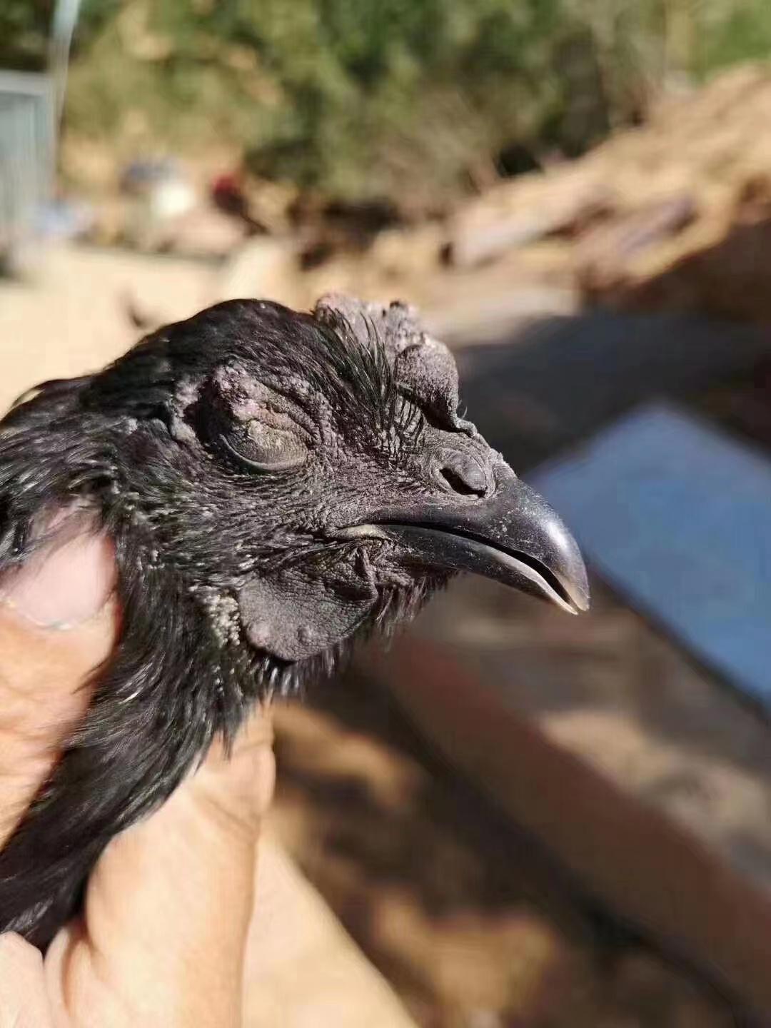天气变冷鸡怎么预防病,鸡冠好像发霉是什么病