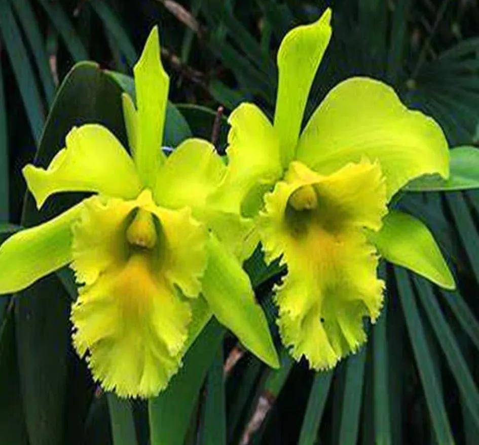 兰花的唯美图片,珍稀兰花各色大全