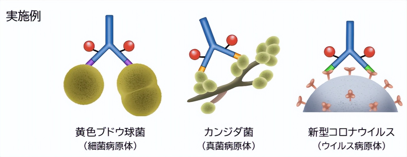 日本科学家免疫治疗,日本东京慈惠会医科大学附属医院