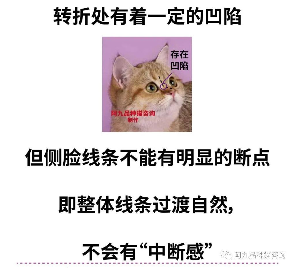 英短幼猫什么样的嘴型好,英短鼻子黑色和粉色有什么区别