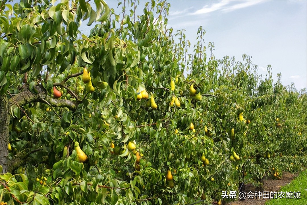 梨树种植注意5点产量高收益好,梨树果实膨大期施啥肥料最好杀菌