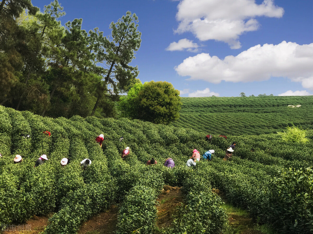 安吉白茶多少钱一盒,安吉白茶怎么样