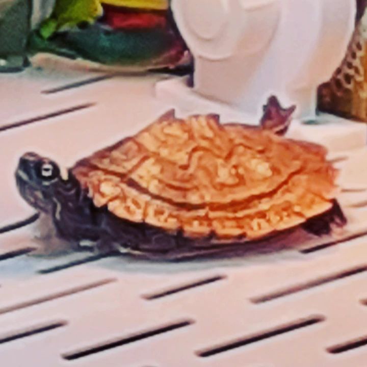 密西西比地图龟能放鱼缸里吗,地图龟刚到家多久入鱼缸