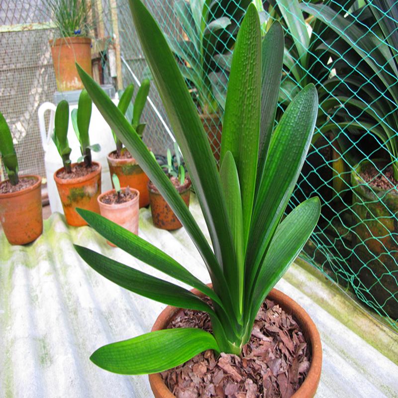 君子兰催花期可以用花多多12号吗,君子兰催花用什么最好养