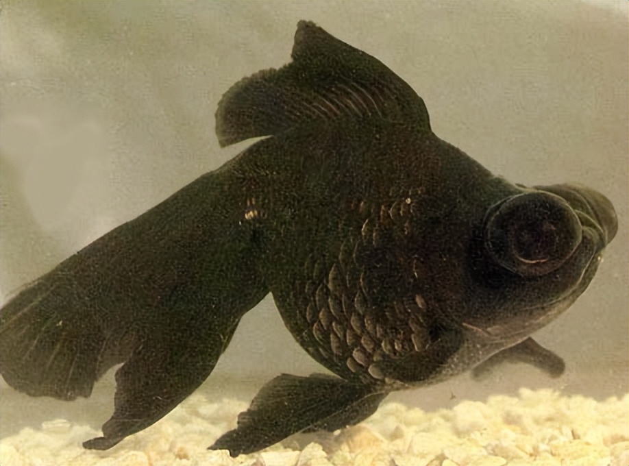 金鱼概述,金鱼图鉴