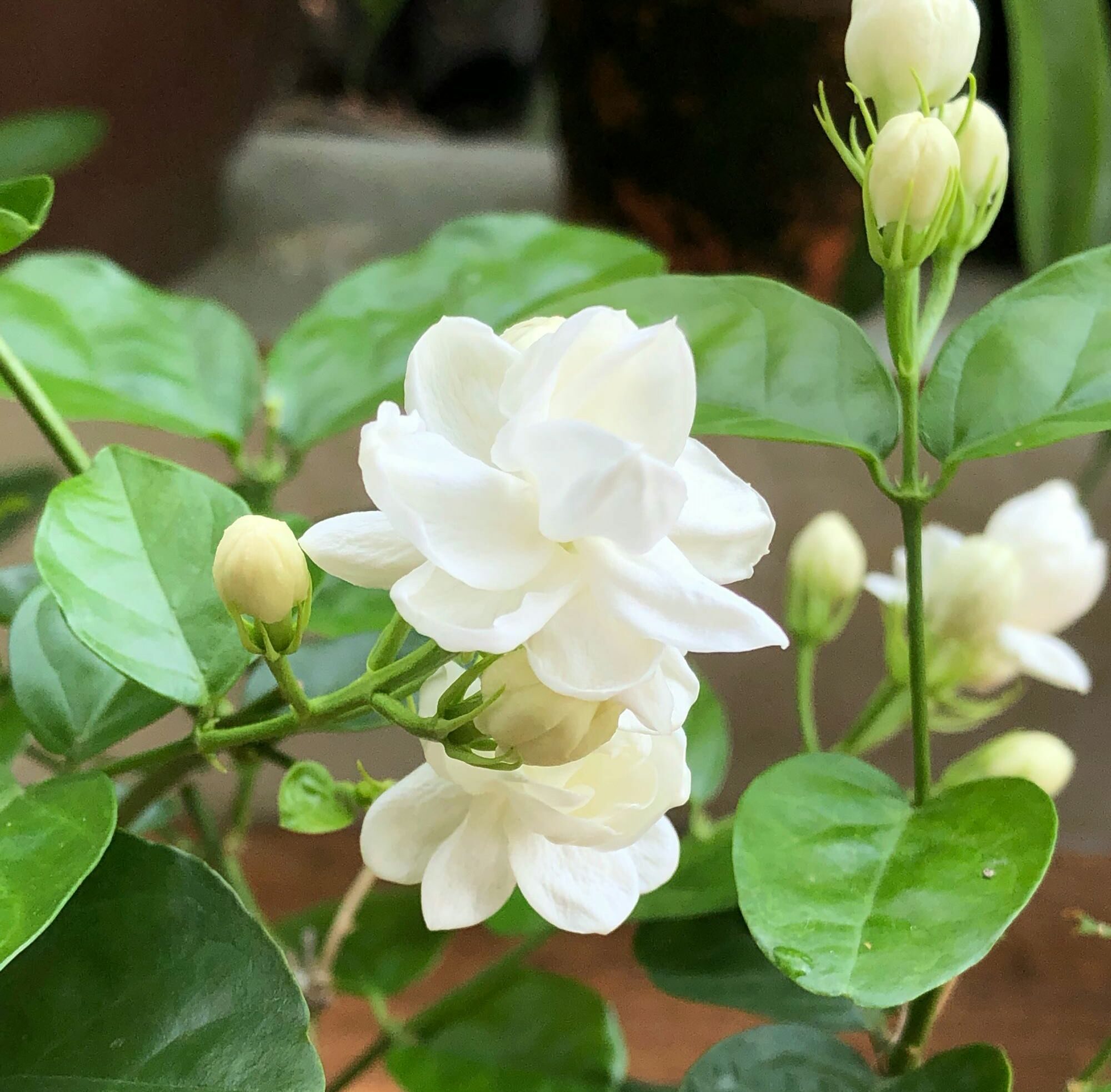 怎么养茉莉花开花多,茉莉花如何养开花不断