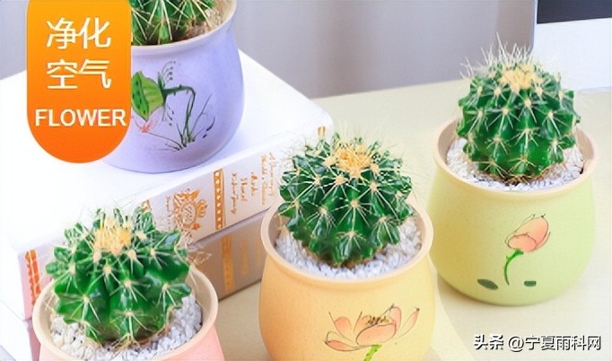 鲜花店智能托管和自助推广,小程序鲜花店功能有哪些