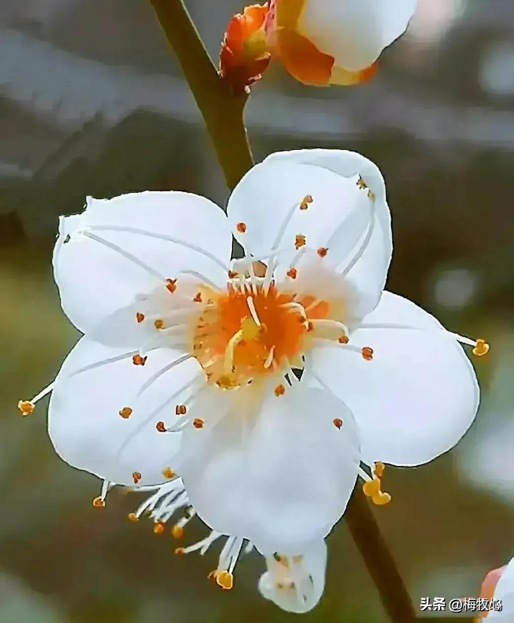 紫石金麟|咏梅七律三十韵②（二叠韵合集）