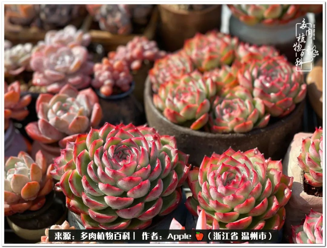 养多肉的快乐,只有养过多肉的人才明白的事