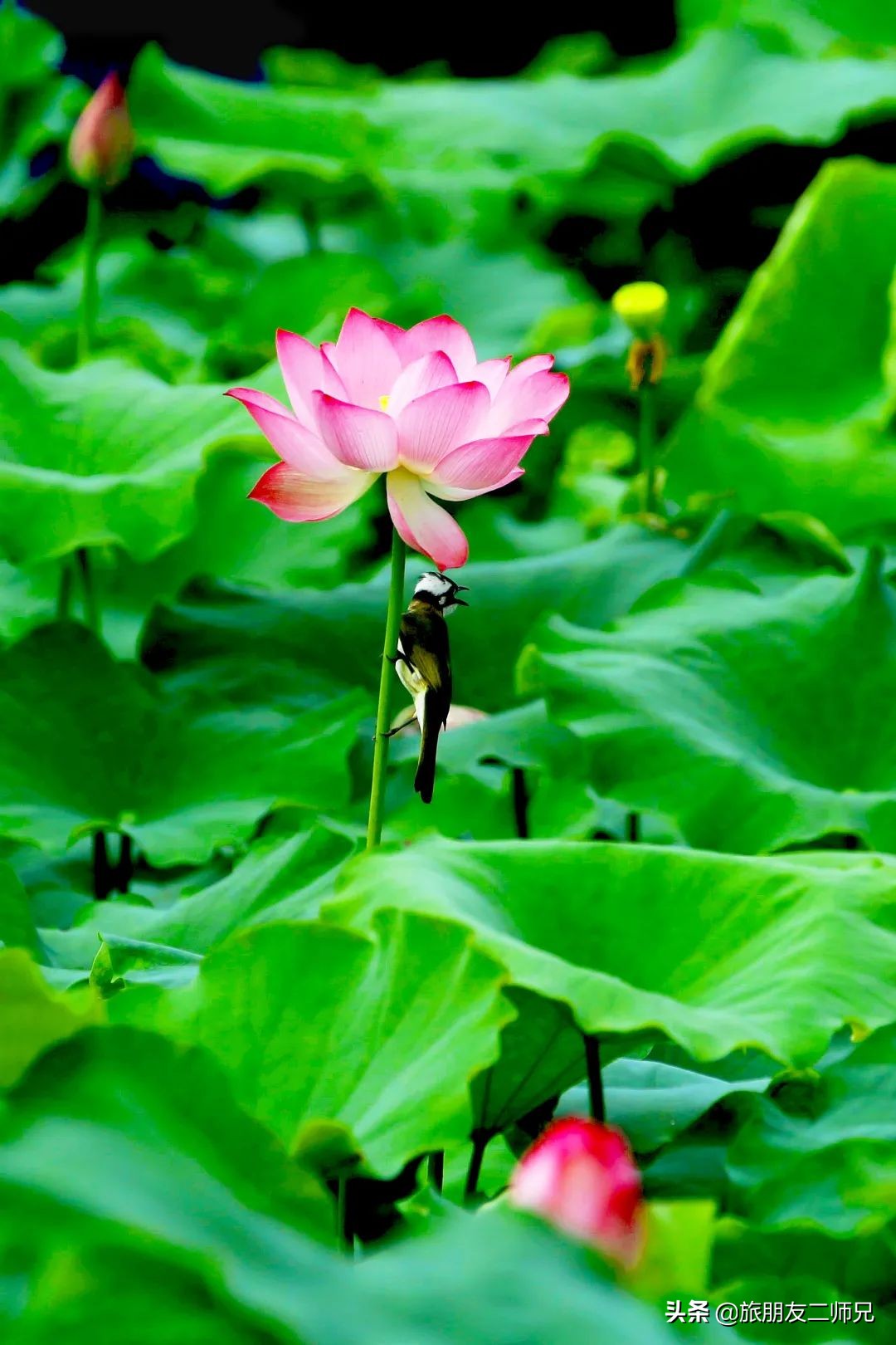 清远峰林晓镇游玩攻略,清远旅游攻略峰林