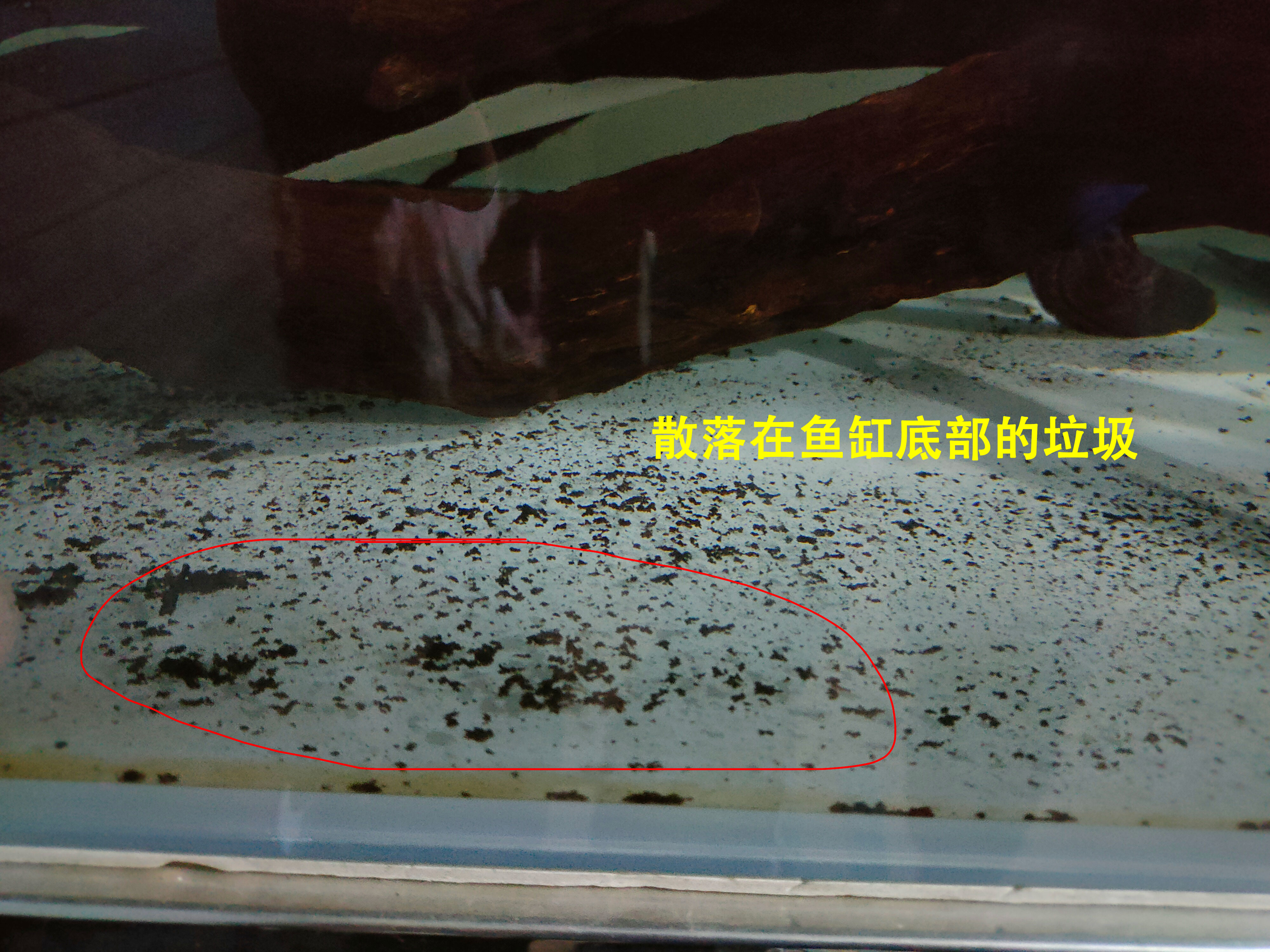 鱼缸换水管子怎么吸出来水,鹦鹉鱼缸换水的正确方法