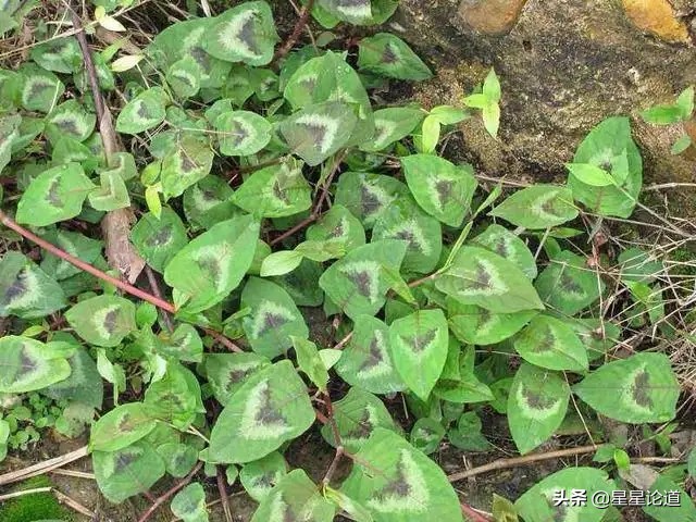 春尝野味菜当先*星星论道