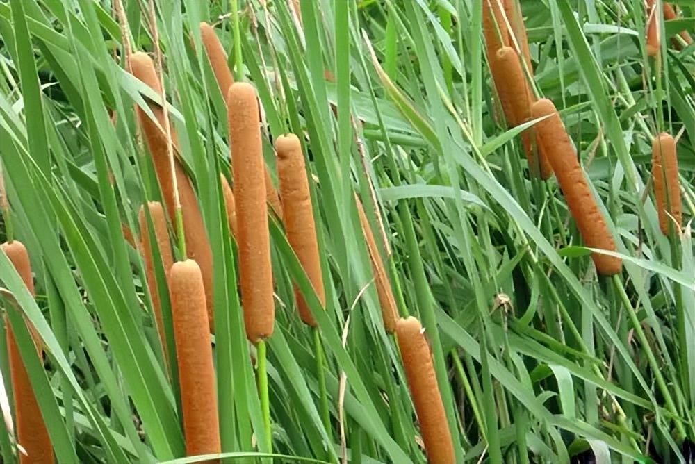 华人美国挖野菜，吃罚单？在纽约是这样挖蕨菜、韭菜、荠菜的