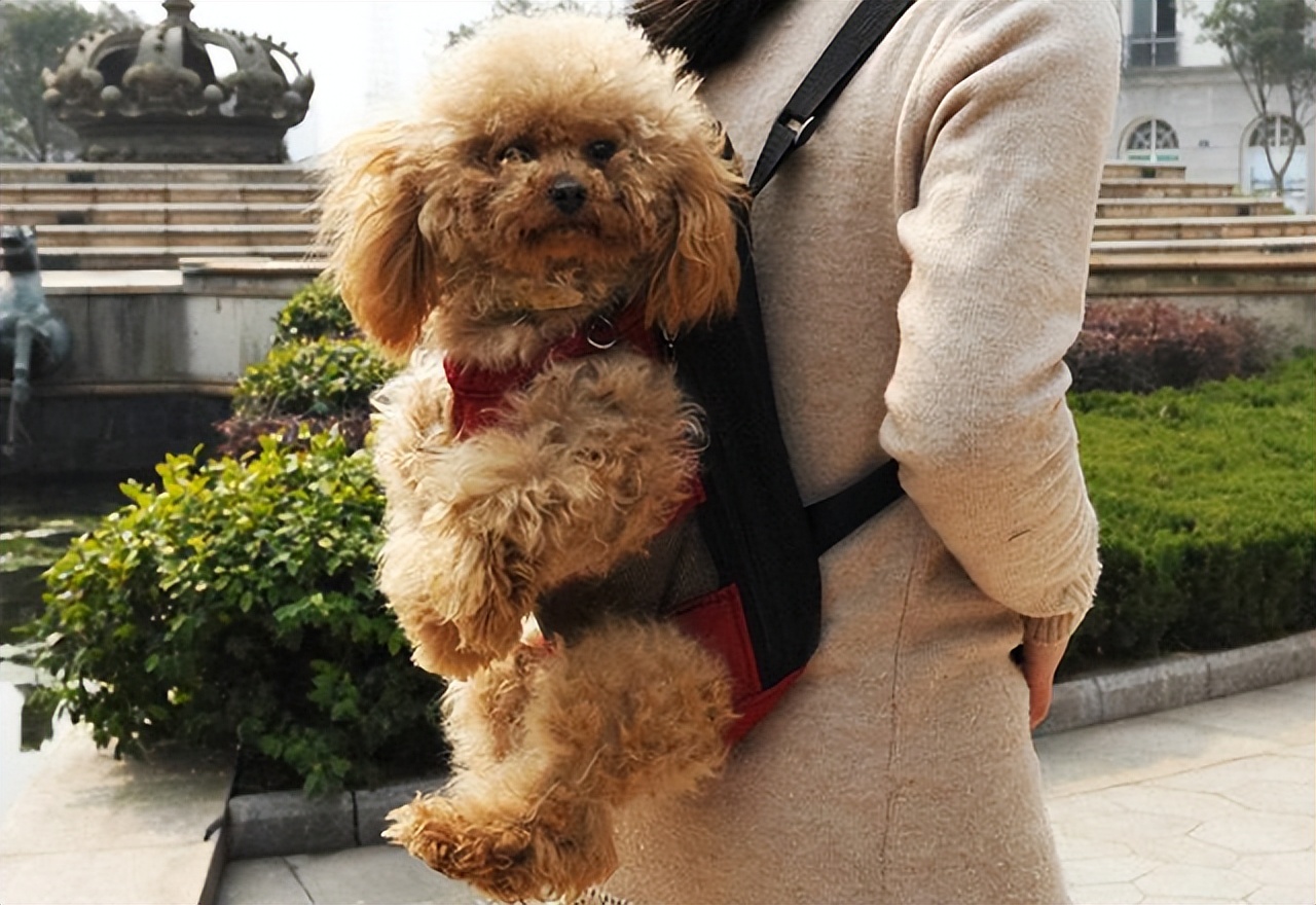 泰迪被你养熟的表现,泰迪吃醋的表现和特征