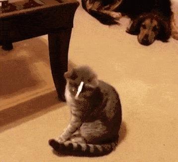 林志玲为什么越来越像日本贵妇,林志玲越来越像日本贵妇