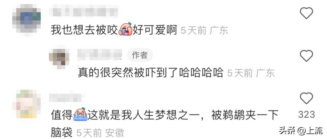 男孩景区遭鹈鹕灌顶,男孩被醍醐灌顶在什么景区