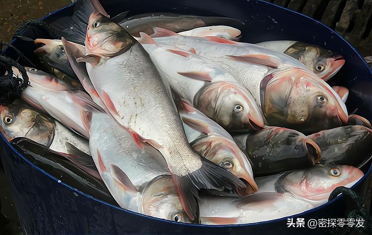 古代闹饥荒鱼虾泛滥为什么啃树皮,古代闹饥荒为什么灾民不吃鱼