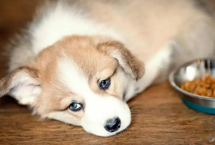 幼犬怎么喂养视频教程,幼犬到底该怎么养