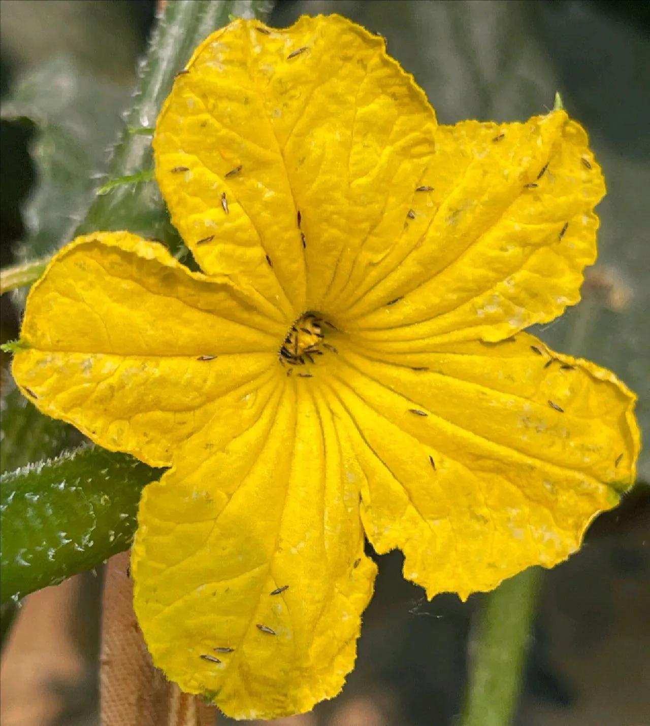 辣椒蚜虫和蓟马怎么治最快,辣椒上的白色蚜虫怎样彻底消灭