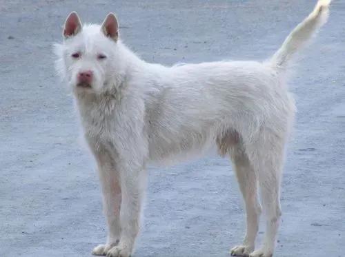 狗有哪些犬种,中国的6种本土犬种每一种都超帅