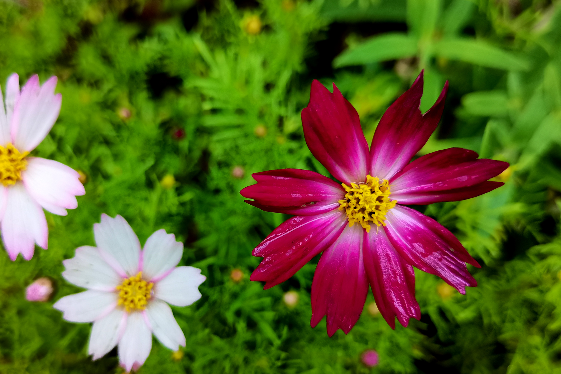 花盆里种不出参天大树——东吴第一任太子孙登成长记